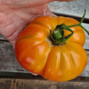 Northern Light (Polarlicht)