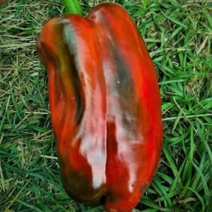 Lagnenquadrat (Carree de Lagnes)