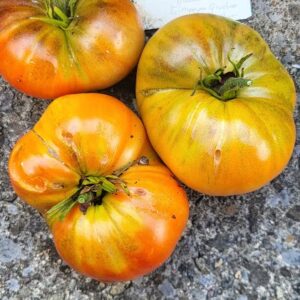 Sinyaya Grusha (blaue Birne)